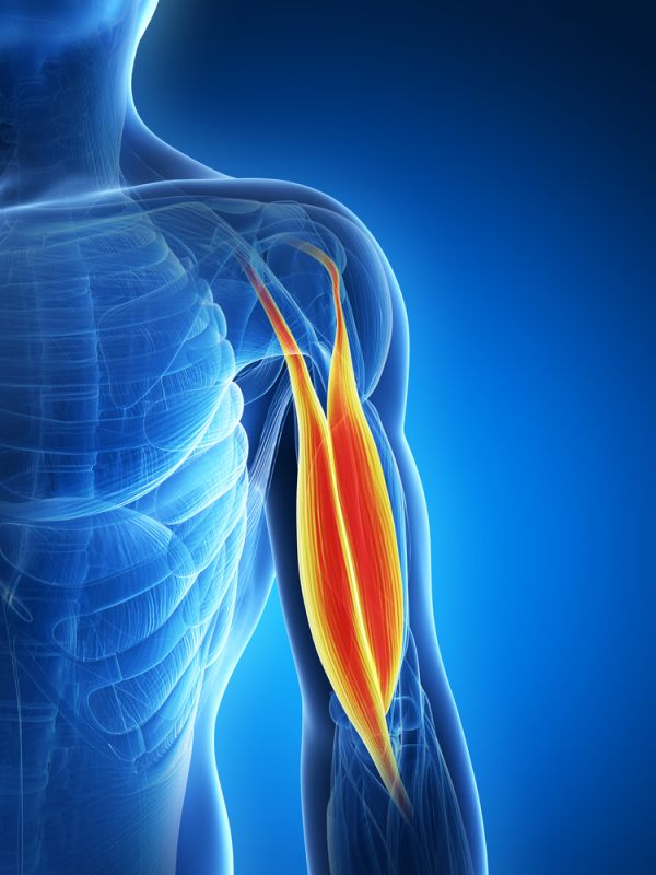 biceps-brachii