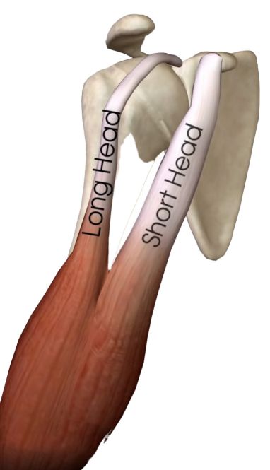 2-heads-biceps-brachii