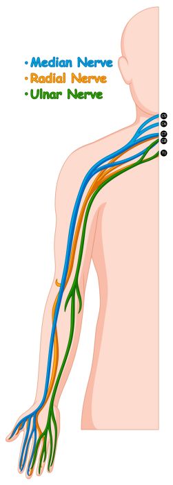 arm-nerves