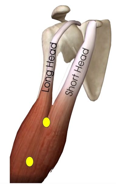  2nd-point-maximum-projection-biceps